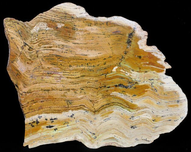 Strelley Pool Stromatolite Slice - Billion Years Old #50741